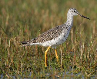 Greater Yellowlegs