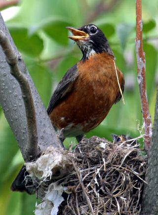 American Robin