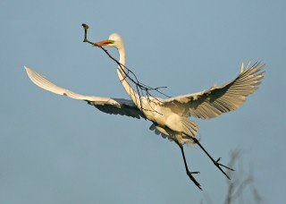 Great Egret