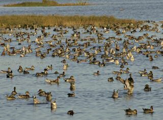 <I>Dabbling</I> Ducks