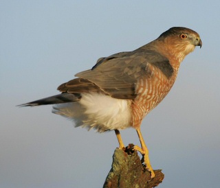 Cooper's Hawk