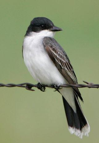 Eastern Kingbird