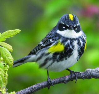Yellow-rumped Warlber