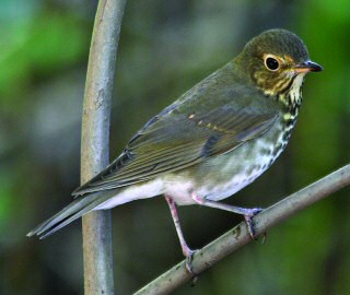 Swainson's Thrush