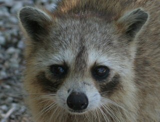 Common Racoon