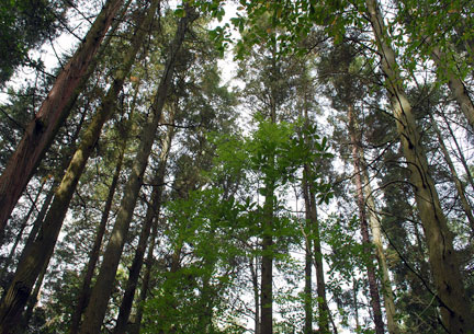 Atlantic White Cedars