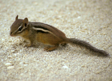 Chipmunk