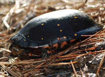 Spotted Turtle