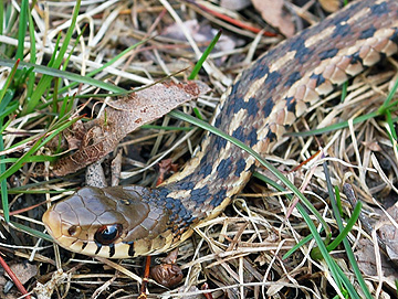 Garter Snake