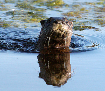 River Otter