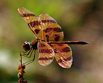 Halloween Pennant