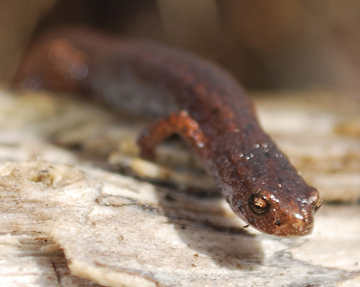 Four-toed Salamander
