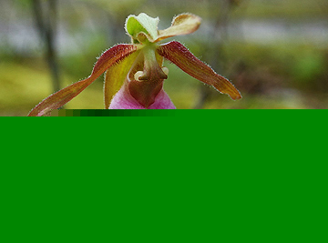 Pink Lady's Slipper